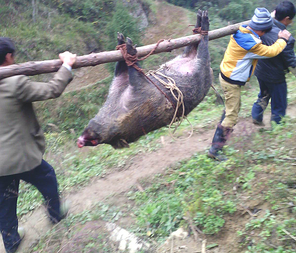 三父子同心抬大野豬-賀泰電器山豬機(jī)器 三父子同心抬大野豬-賀泰電器山豬機(jī)器